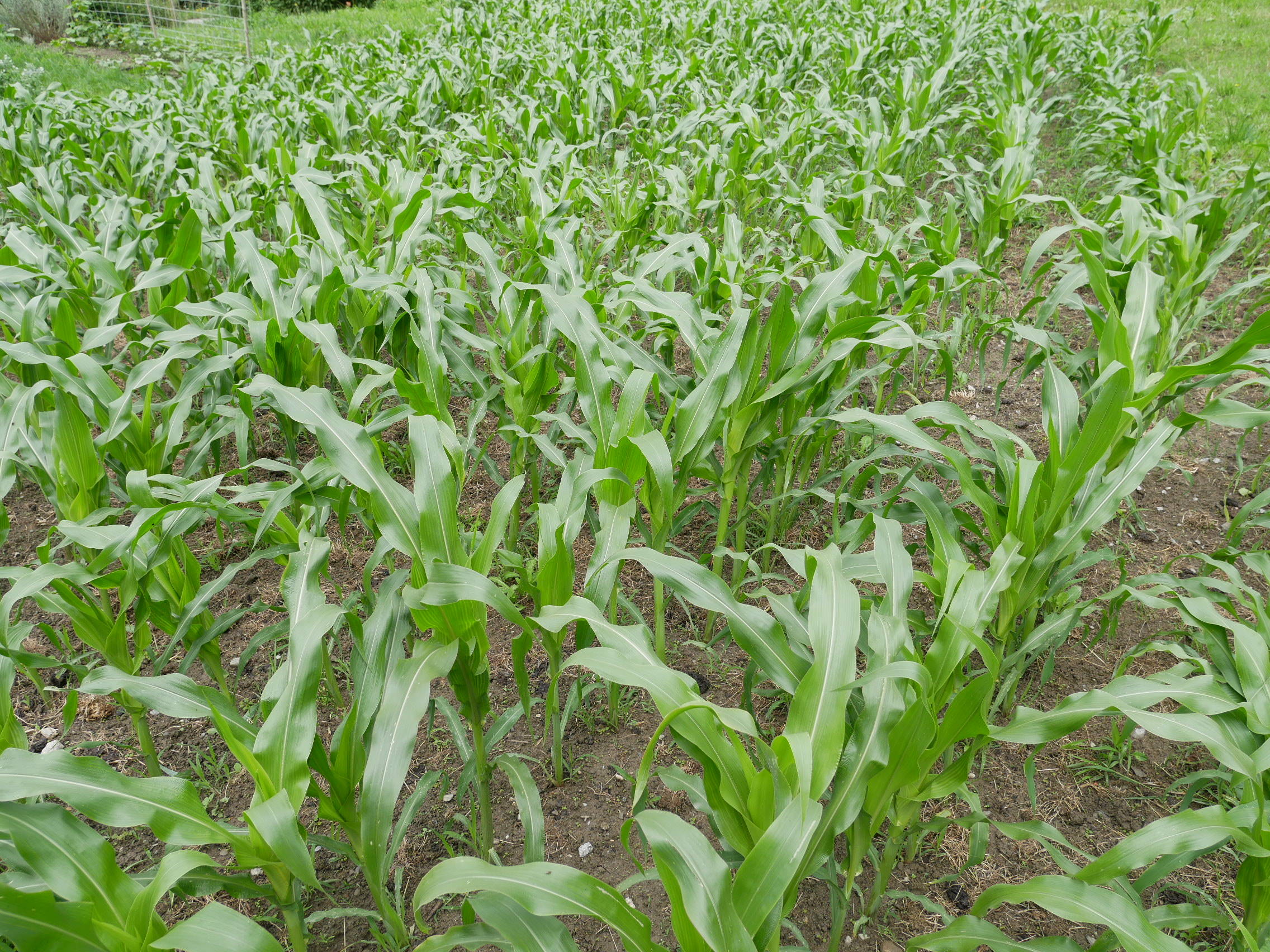 Domleschger Mais in Almens nach dem grossen Regen im Juli